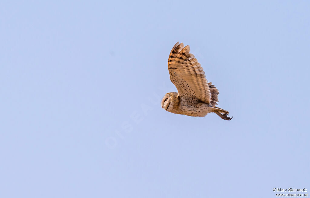 Western Barn Owl