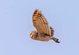 Western Barn Owl