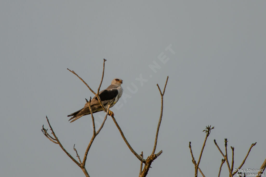 White-tailed Kite