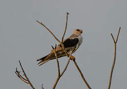 White-tailed Kite