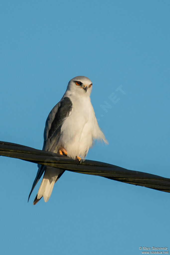 Black-winged Kite