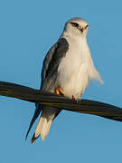 Black-winged Kite