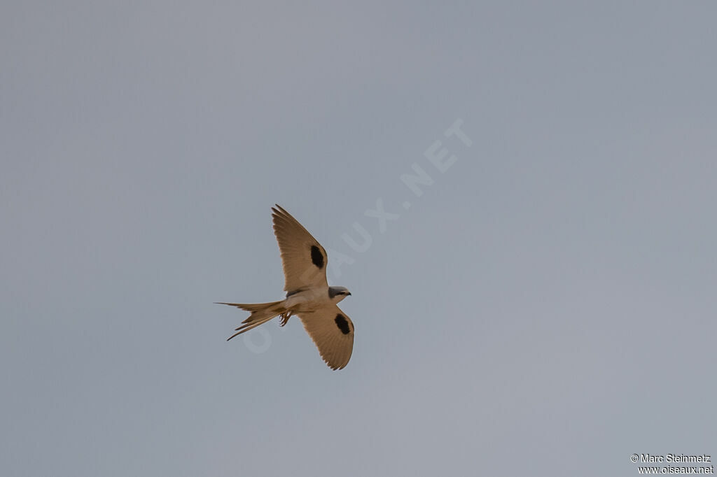 Scissor-tailed Kite