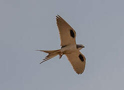 Scissor-tailed Kite