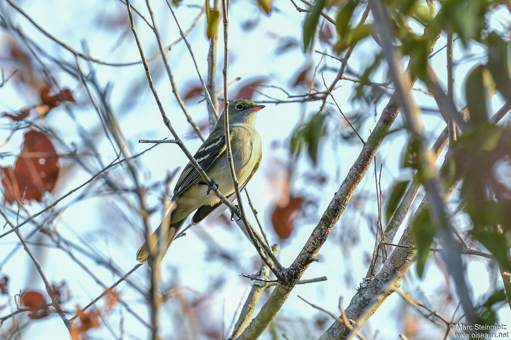 Small-billed Elaenia