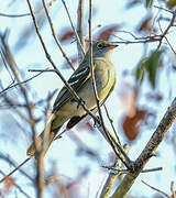 Small-billed Elaenia