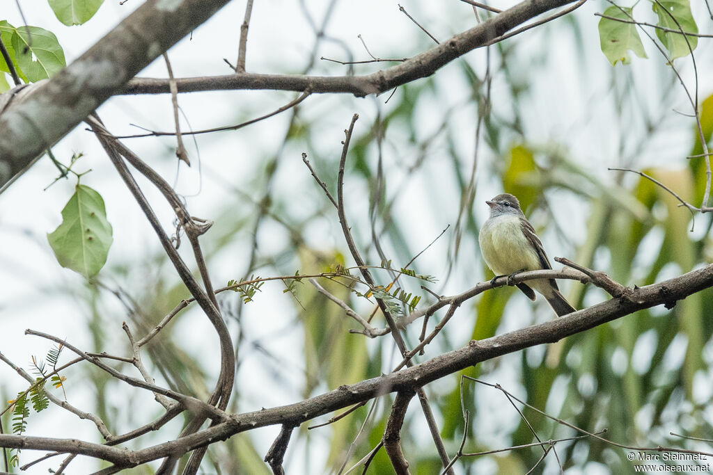 Yellow-bellied Elaenia