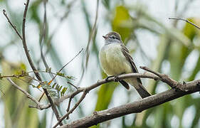 Yellow-bellied Elaenia