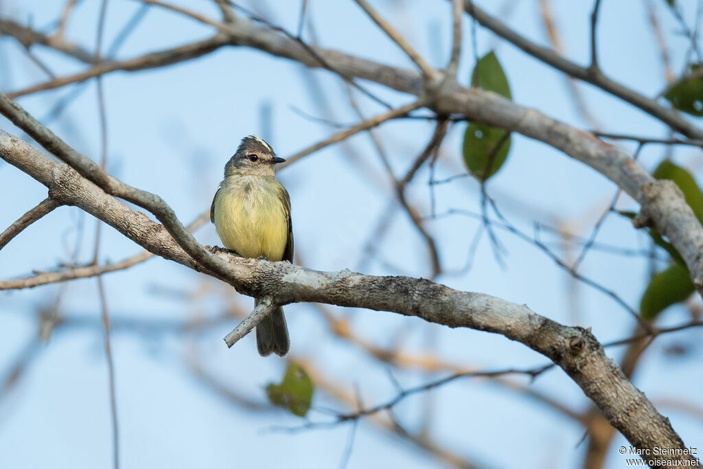 Forest Elaenia