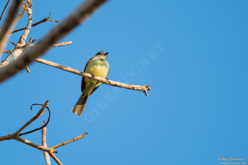 Forest Elaenia