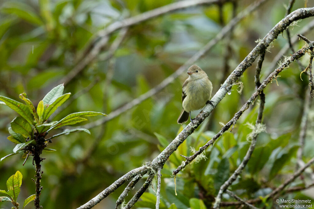 Élénie de Pallatangaadulte, habitat, pigmentation