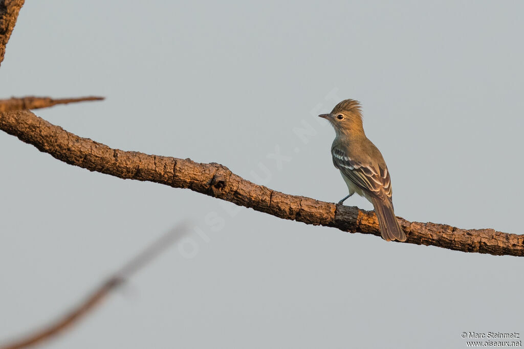 Plain-crested Elaenia