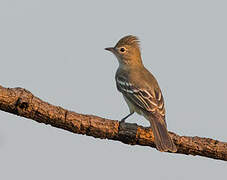 Plain-crested Elaenia