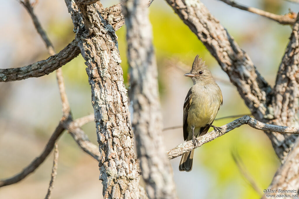 Plain-crested Elaenia