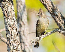 Plain-crested Elaenia