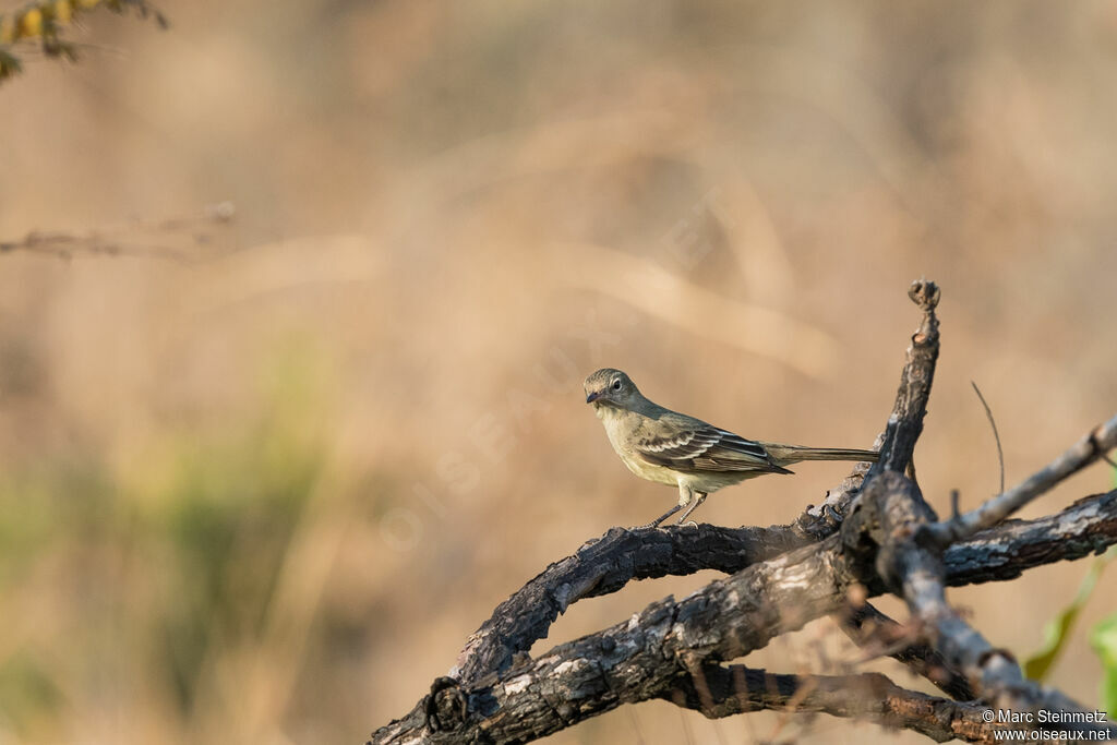 Lesser Elaenia