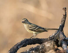 Lesser Elaenia