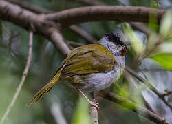 Grey-capped Warbler