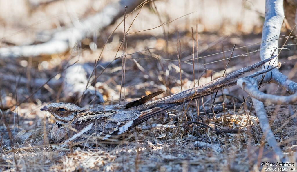 Long-tailed Nightjar