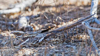 Long-tailed Nightjar