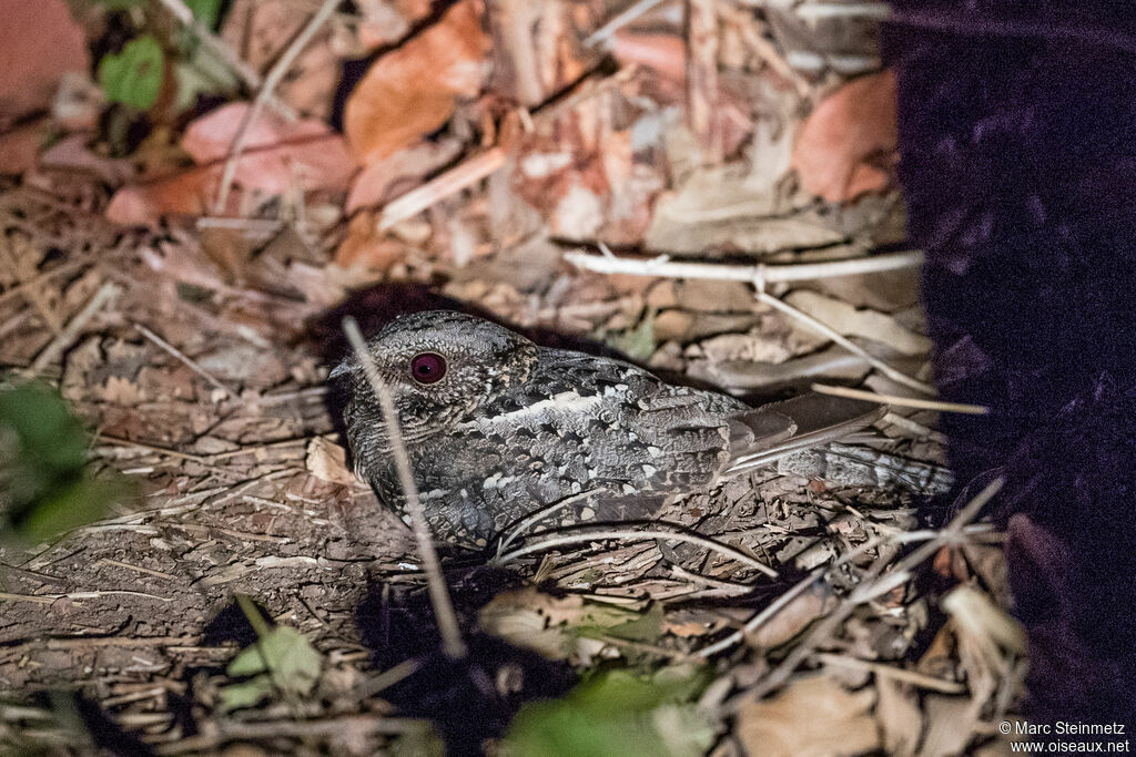 Spot-tailed Nightjar