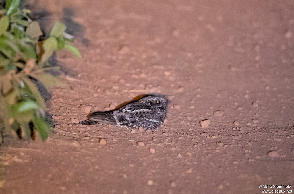 Little Nightjar