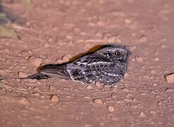 Little Nightjar