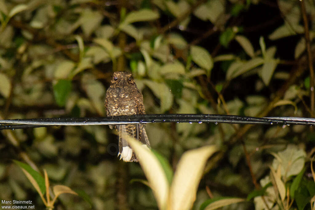 Dusky Nightjar