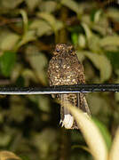 Dusky Nightjar