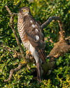 Eurasian Sparrowhawk