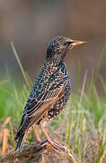 Common Starling