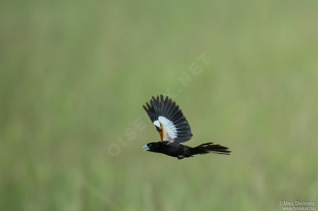 White-winged Widowbird