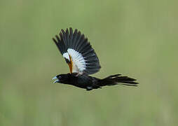 White-winged Widowbird