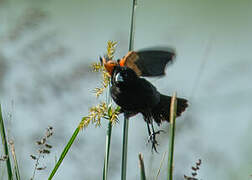 Fan-tailed Widowbird