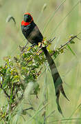 Red-cowled Widowbird