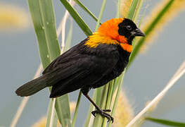 Black Bishop