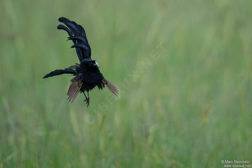 Jackson's Widowbird male adult, courting display