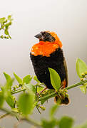 Southern Red Bishop