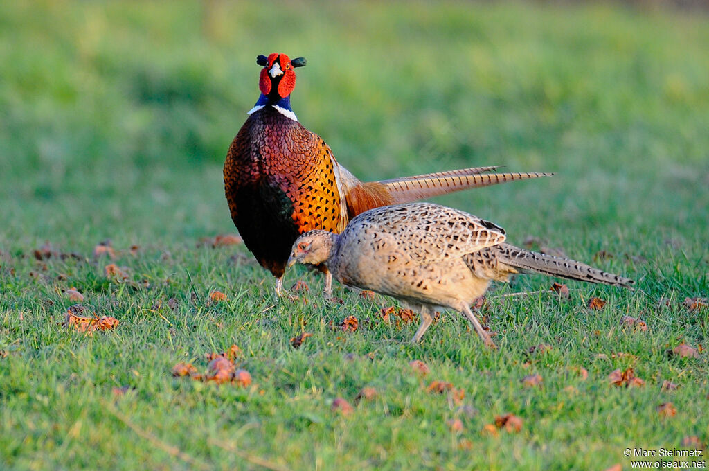 Common Pheasantadult