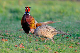 Common Pheasant