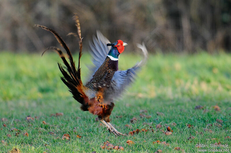 Common Pheasant male, courting display
