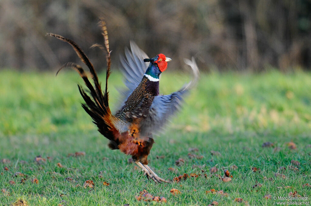 Common Pheasant male, courting display