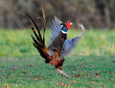 Common Pheasant