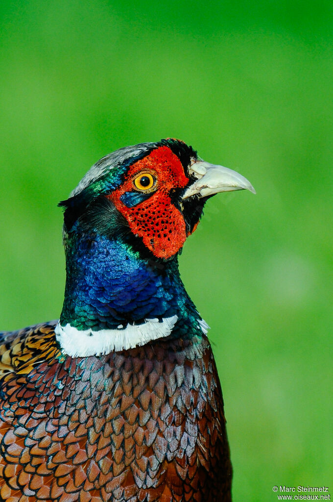 Common Pheasant male, close-up portrait