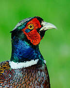 Common Pheasant