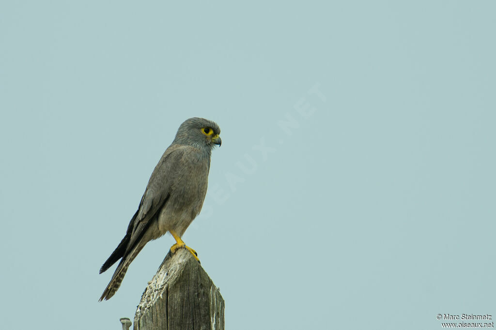 Grey Kestrel