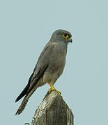 Grey Kestrel