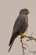 Grey Kestrel