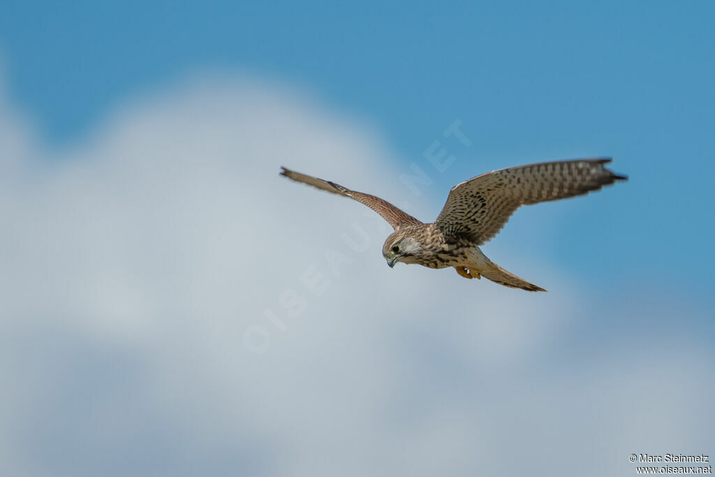 Common Kestrel