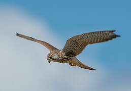 Common Kestrel